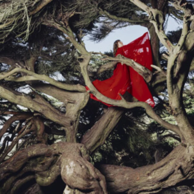 Hannah Frances - Nested in Tangles [CD / Album]